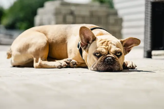 Französische Bulldogge liegt auf dem Boden