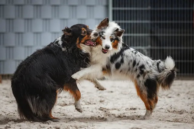 Zwei Australian Shepherds toben miteinander