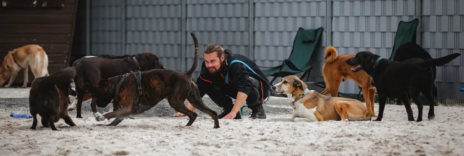 Lucas Becker kniet im Sand zwischen mehreren Hunden